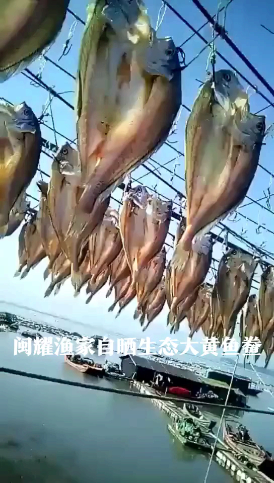 #闽耀渔家自晒生态大黄鱼鲞#福建宁德特产!闽耀-渔家自晒生态大黄鱼鲞