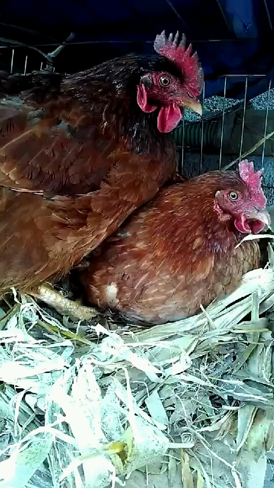 分享视频