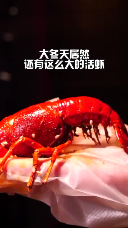 还有这么大的活虾