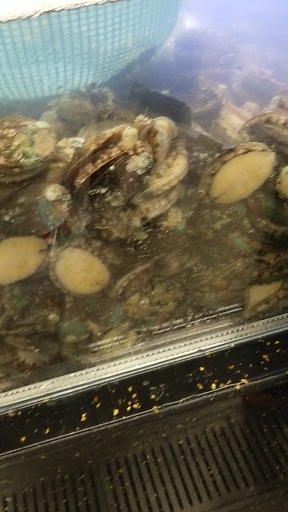 鲍鱼长这样,第一次见