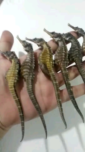 纯天然的干海马,很难得,市场买不到的,这个适合泡酒,或者炖汤,补肾壮阳效果很好,