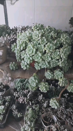 多肉植物