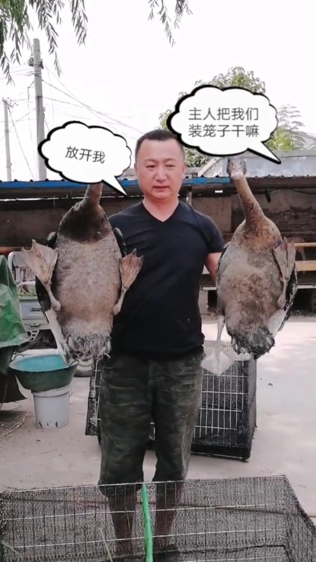 你要把这一对黑天鹅送给癞蛤蟆吗