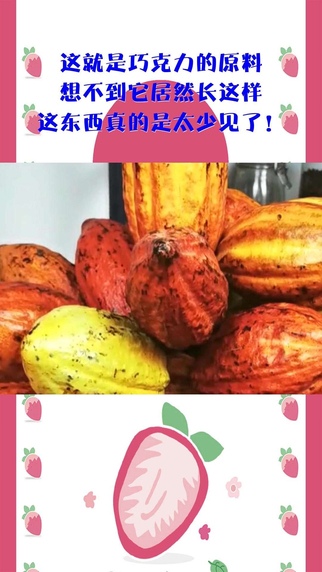 这就是巧克力的原料,想不到它居然长这样,这东西真的是太少见了!