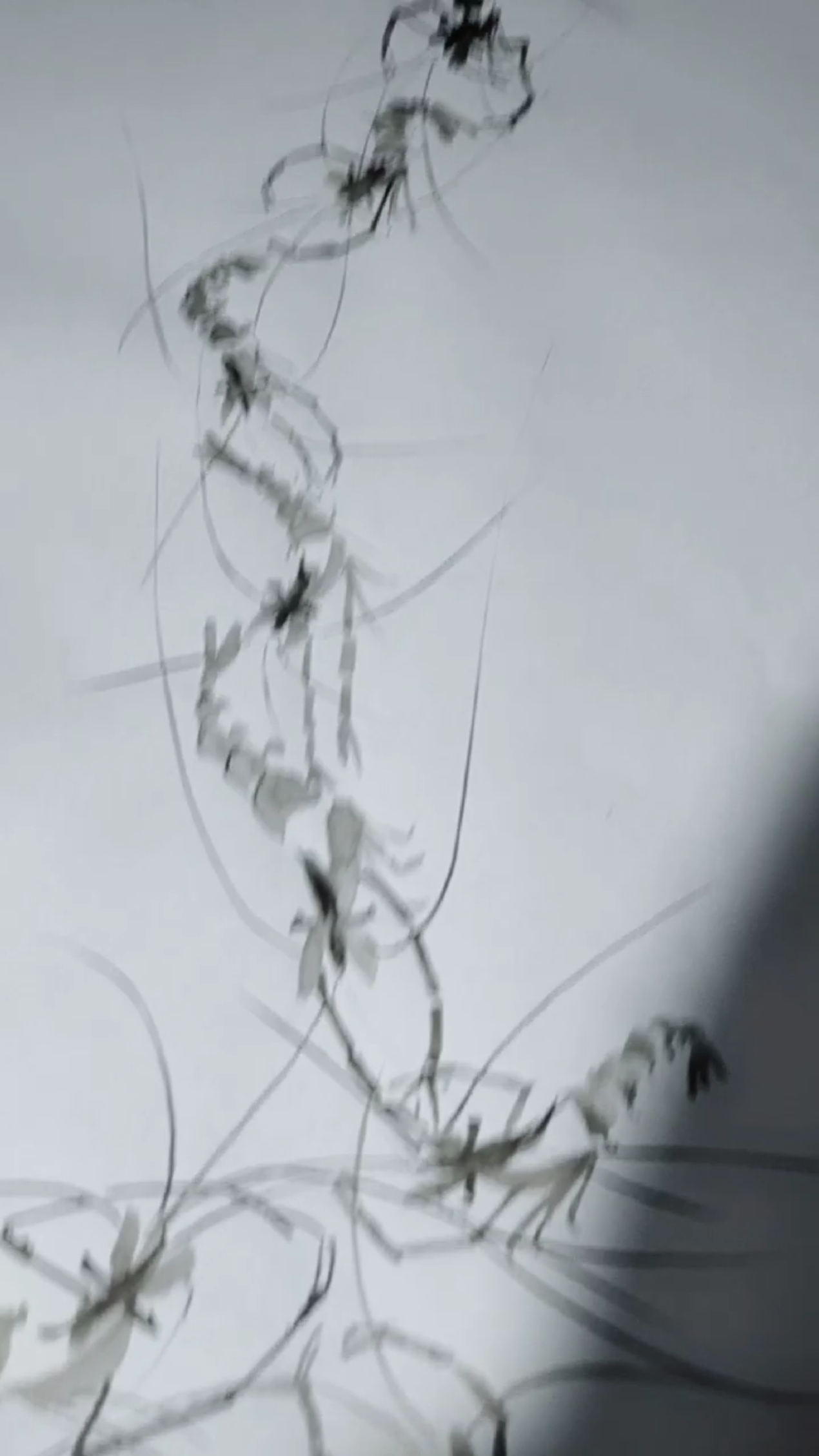 这样的虾才叫龙虾
