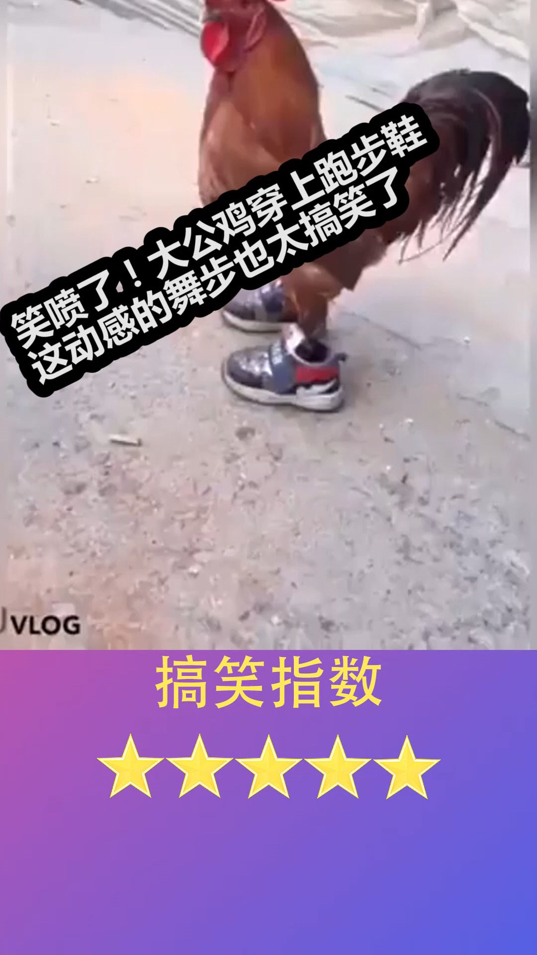 大公鸡穿鞋
