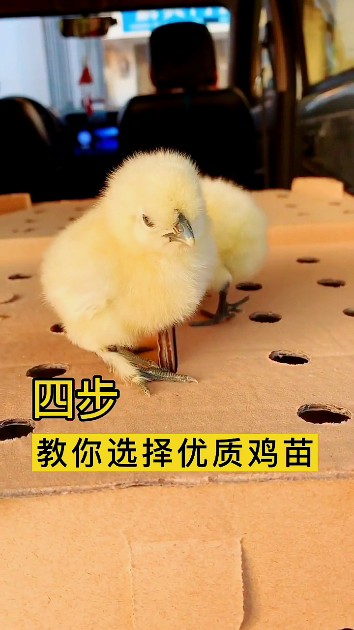 #快大青脚麻鸡苗#如何选择优质鸡苗