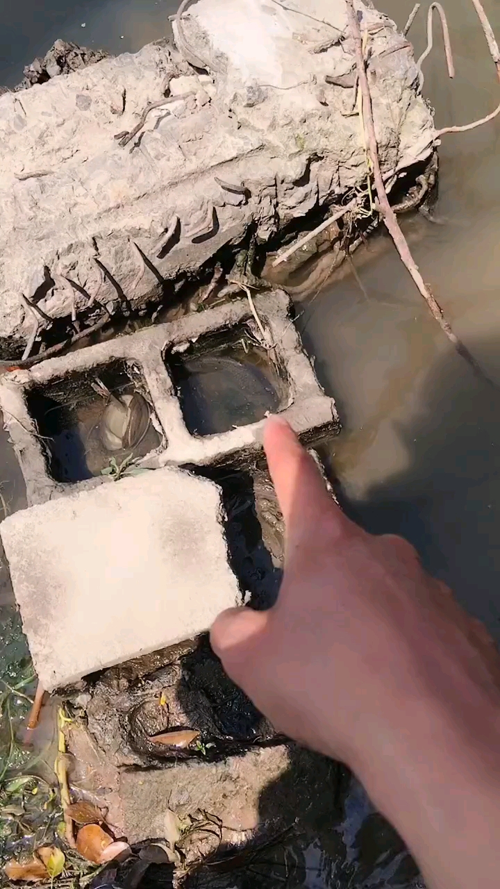 这就是杂交鱼吗?头像鲤鱼,身体像鲫鱼