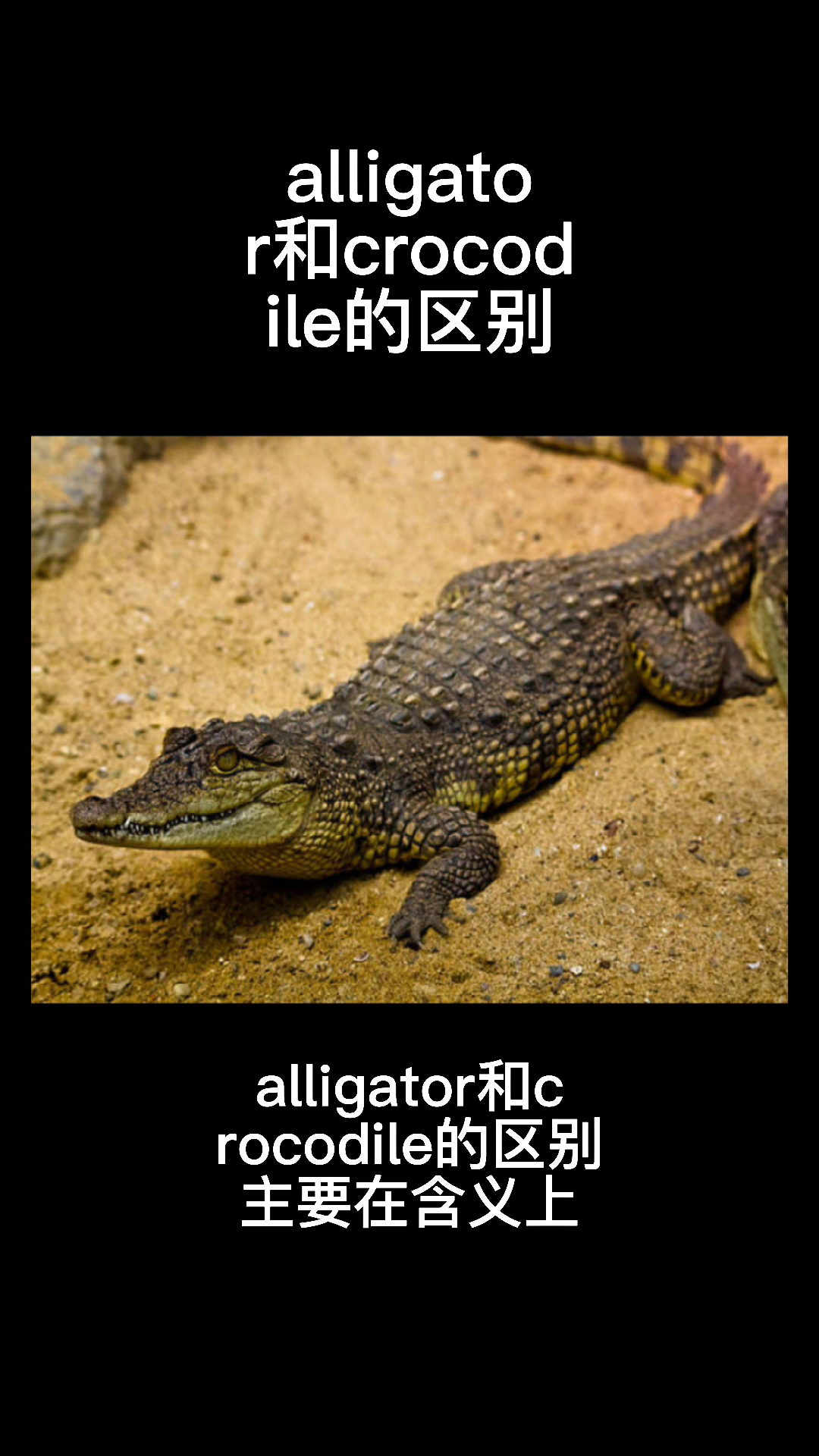 alligator和crocodile区别