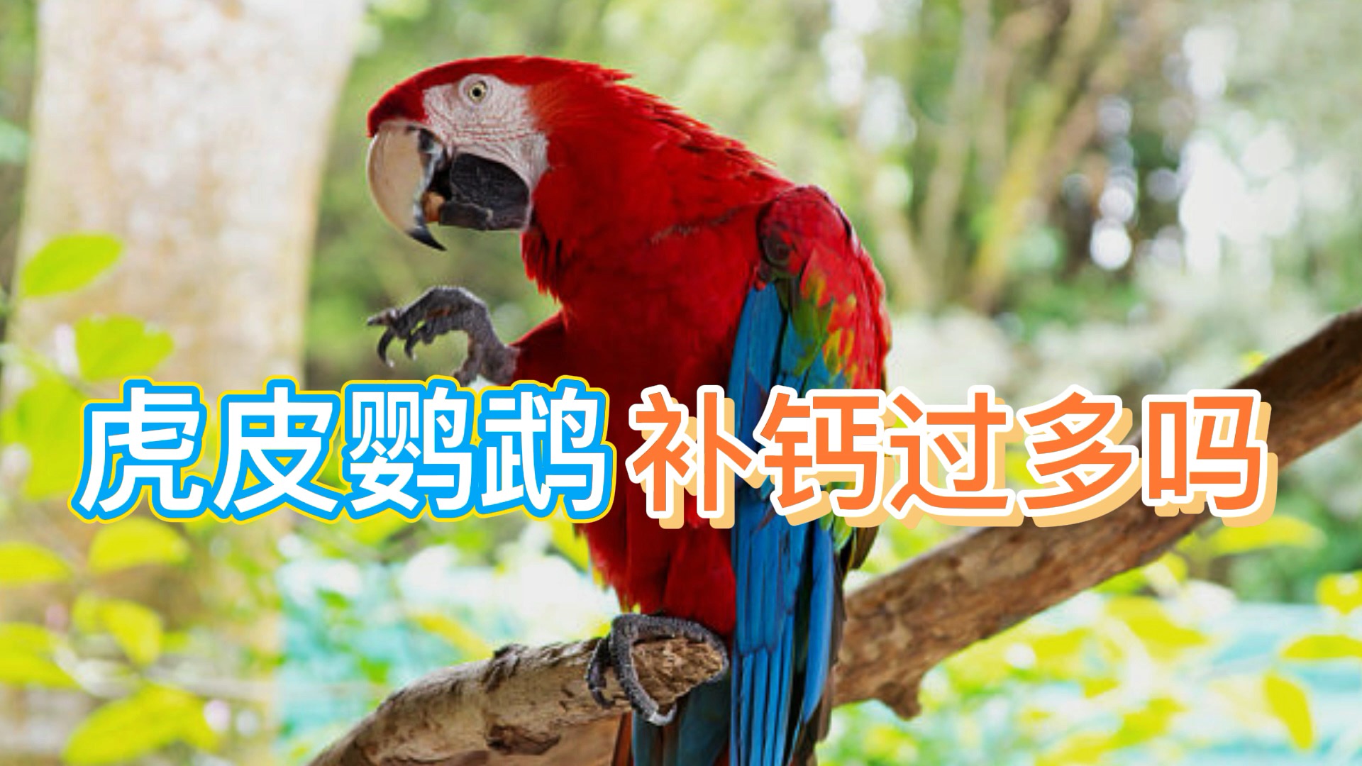 虎皮鹦鹉补钙过多吗