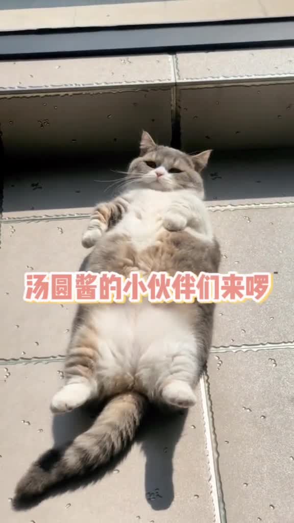 汤圆酱的小伙伴们来咯!快来你们喜欢的小可爱呀!我的好友阵容 曼基康矮脚 我的朋友们 吸猫