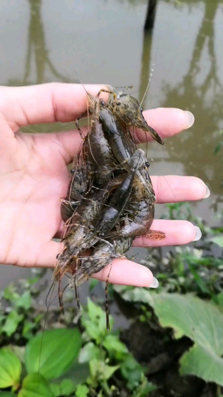 全是怀孕的母虾怎么办?吃还是不吃