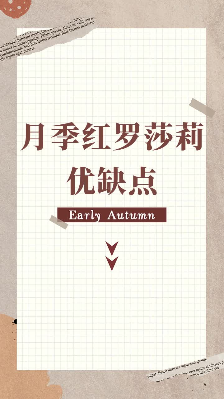 月季红罗莎莉优缺点