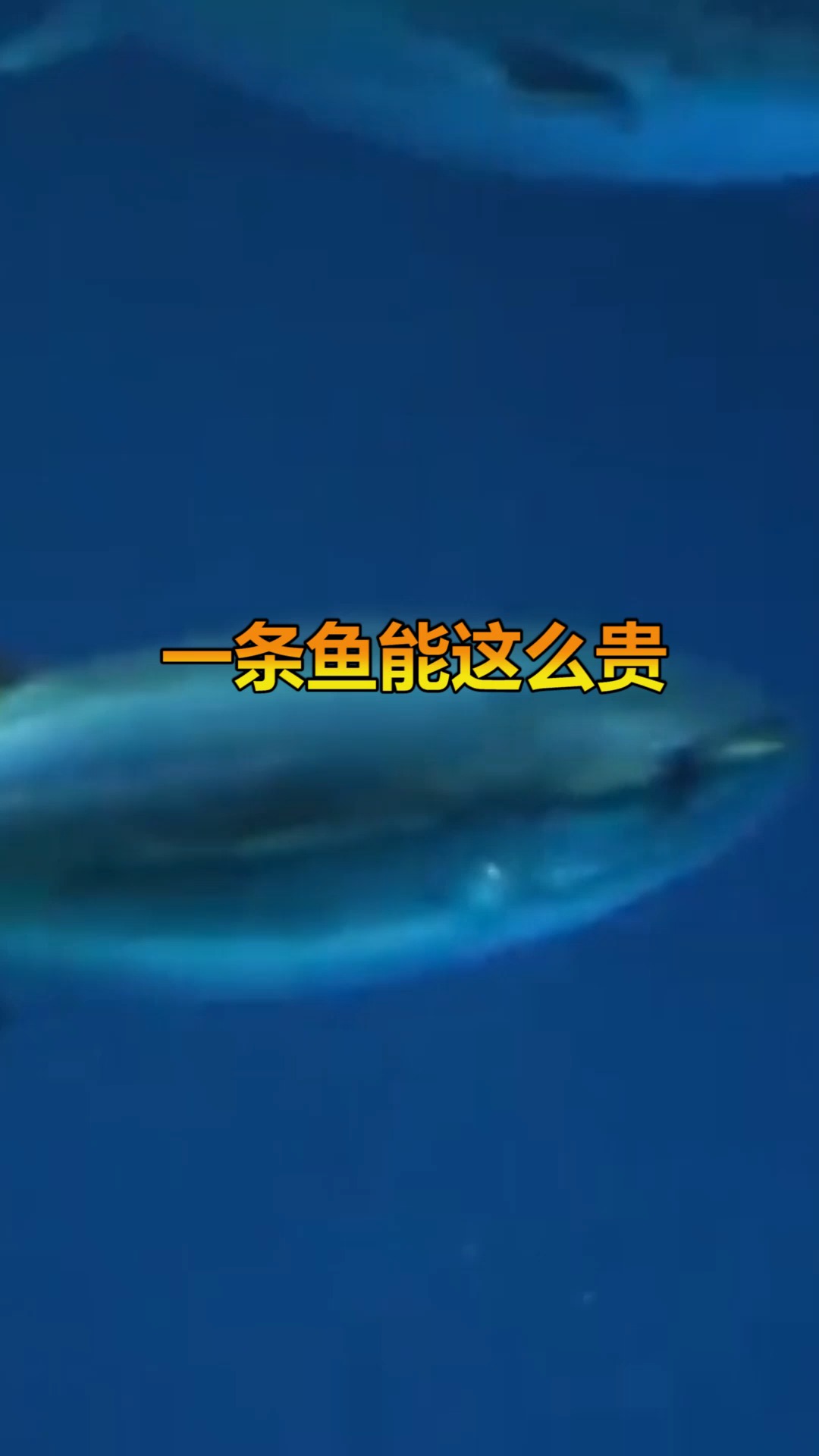 “最贵”金枪鱼诞生!日本278公斤蓝鳍金枪鱼拍出2000多万人民币!