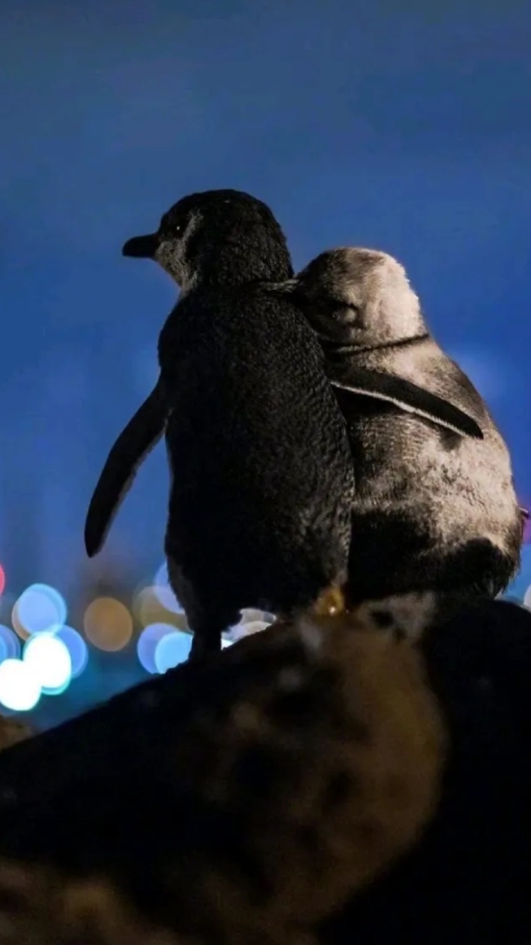 最可爱的照片和最感人的故事!!