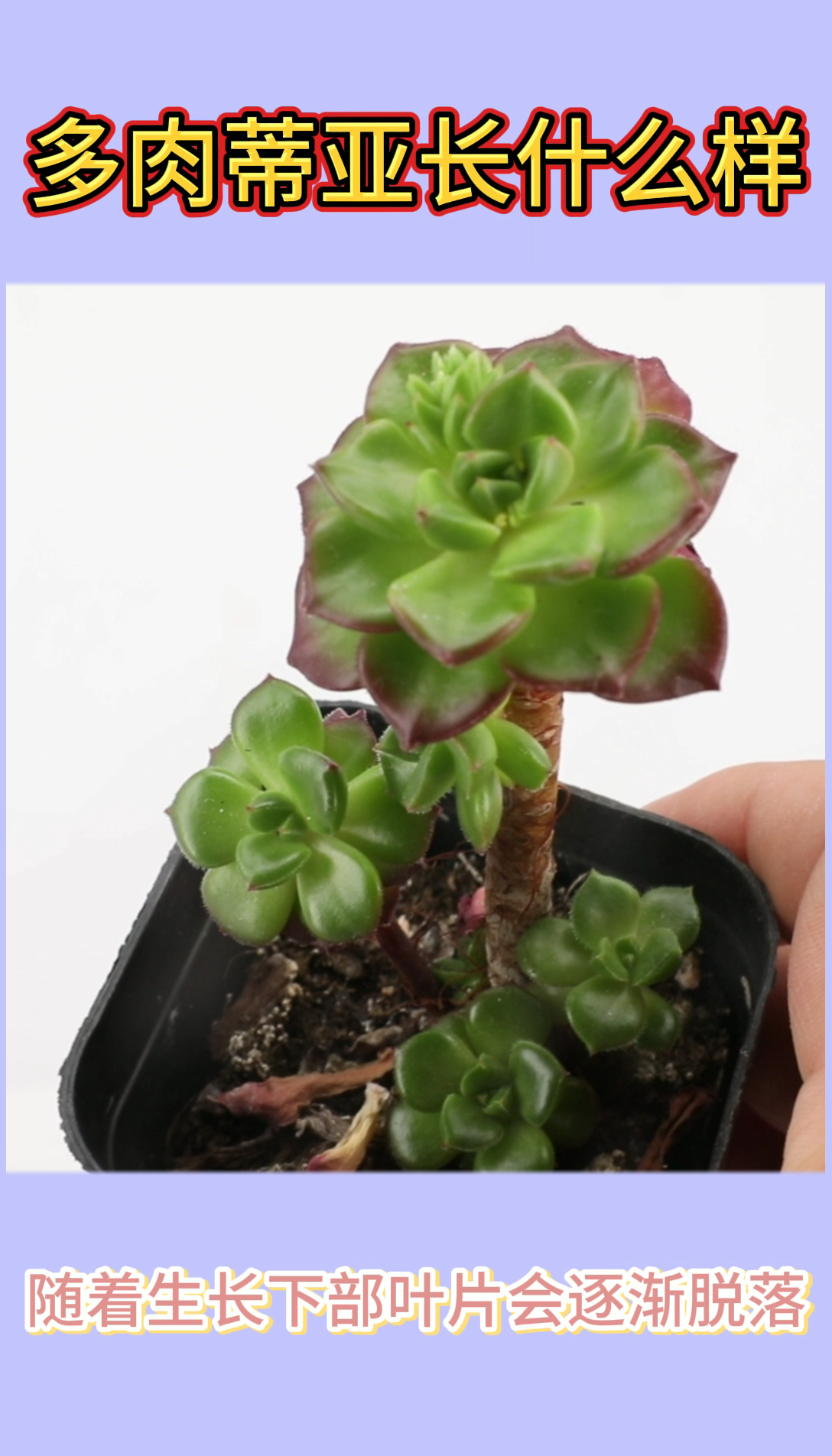 多肉植物蒂亚张什么样?