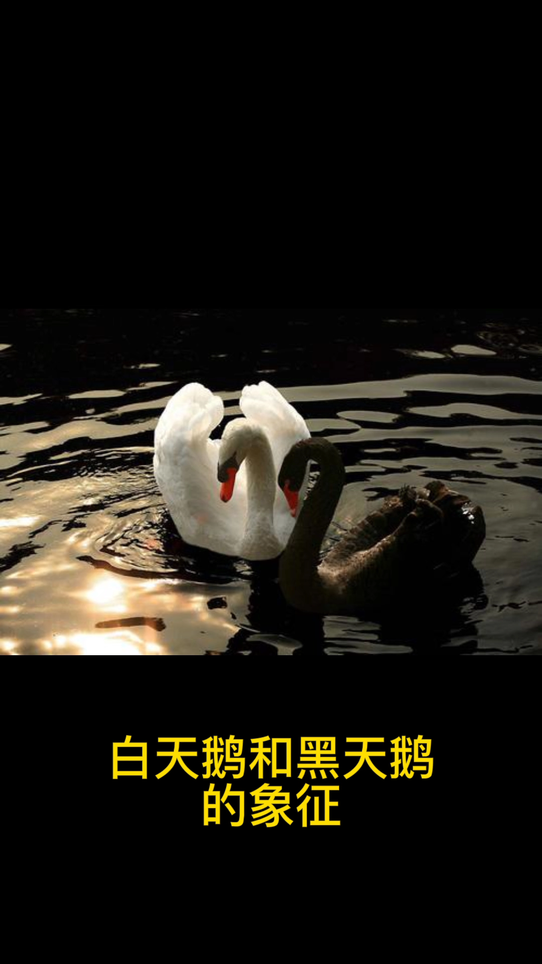 白天鹅和黑天鹅的象征