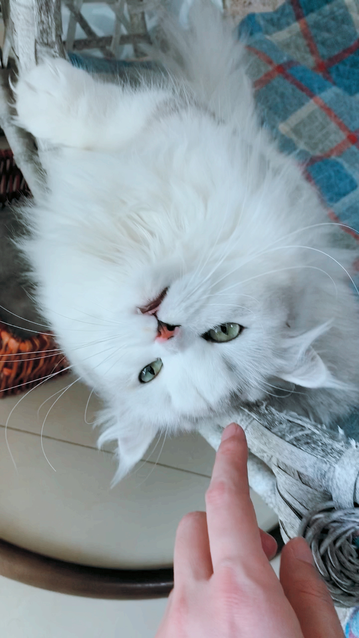#拿破仑猫#今天才发现,我家猫有四只耳朵～