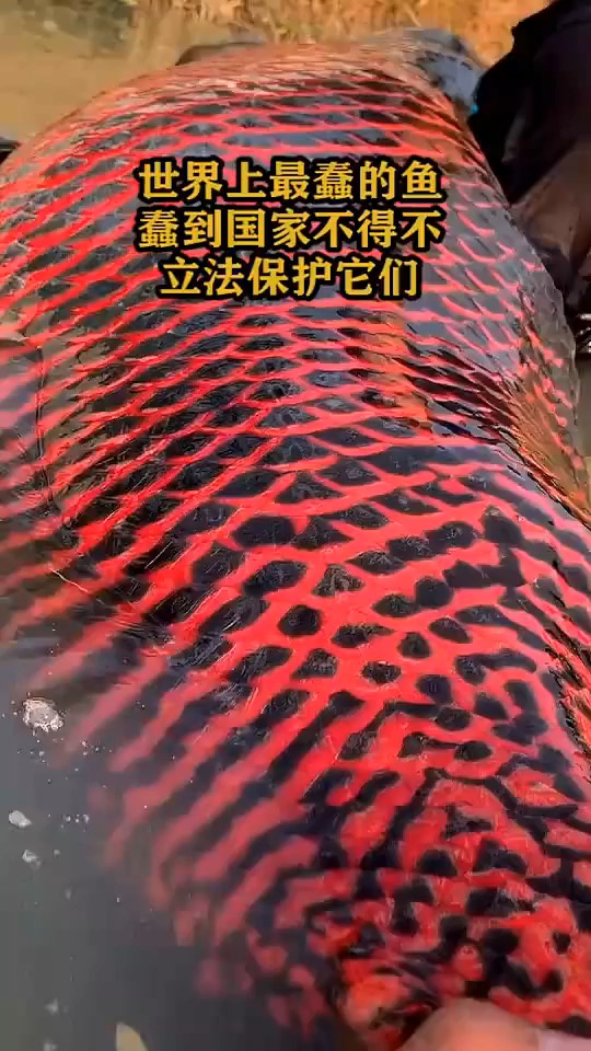 世界上最蠢的鱼,蠢到国家不得不立法保护它们