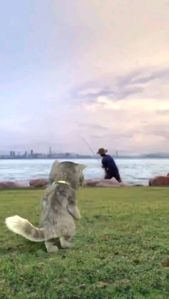 猫和鱼的故事