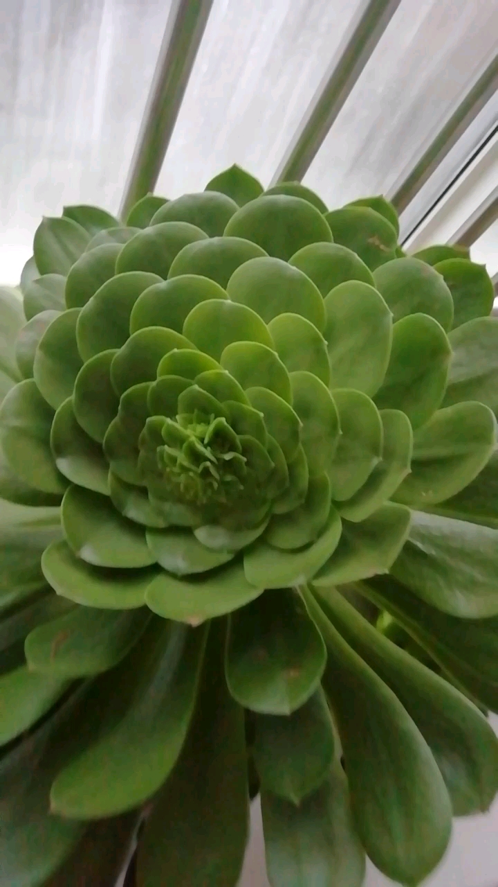 这是要开花的节奏呀……