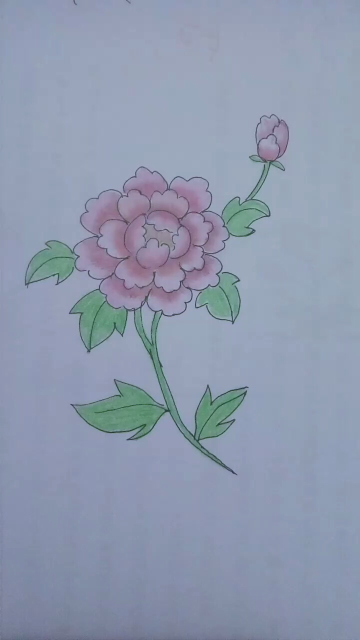 简笔画牡丹花