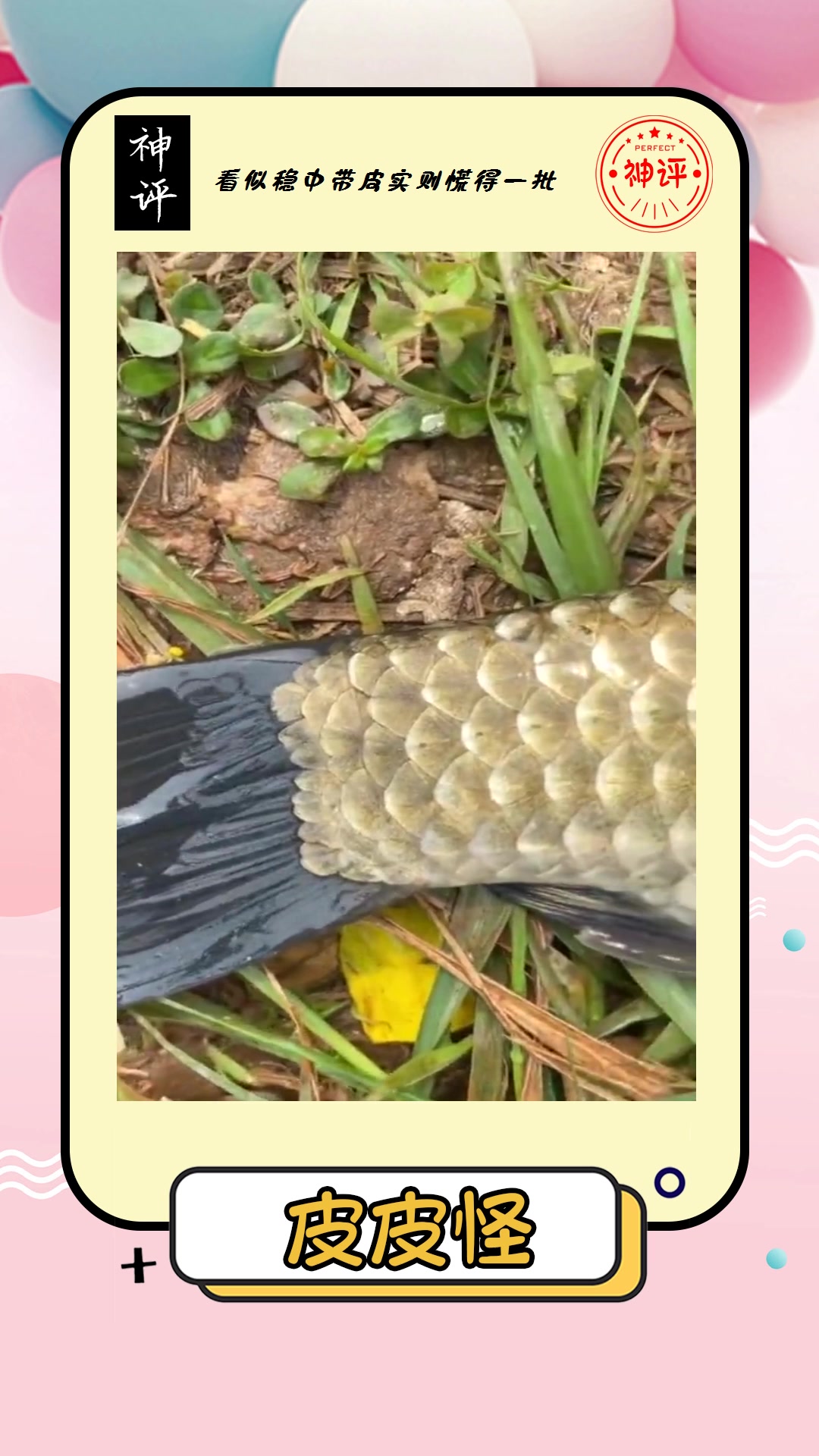 #搞笑#野生大鲤鱼认准鳞片样貌别被黑心商家坑骗