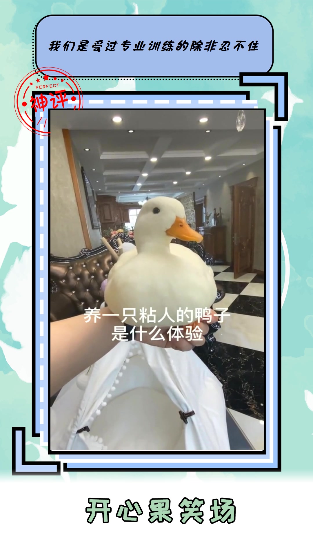 #我要上热门#养一只鸭子当宠物,它像牛皮糖一黏人,真是不舍得伤它的心!