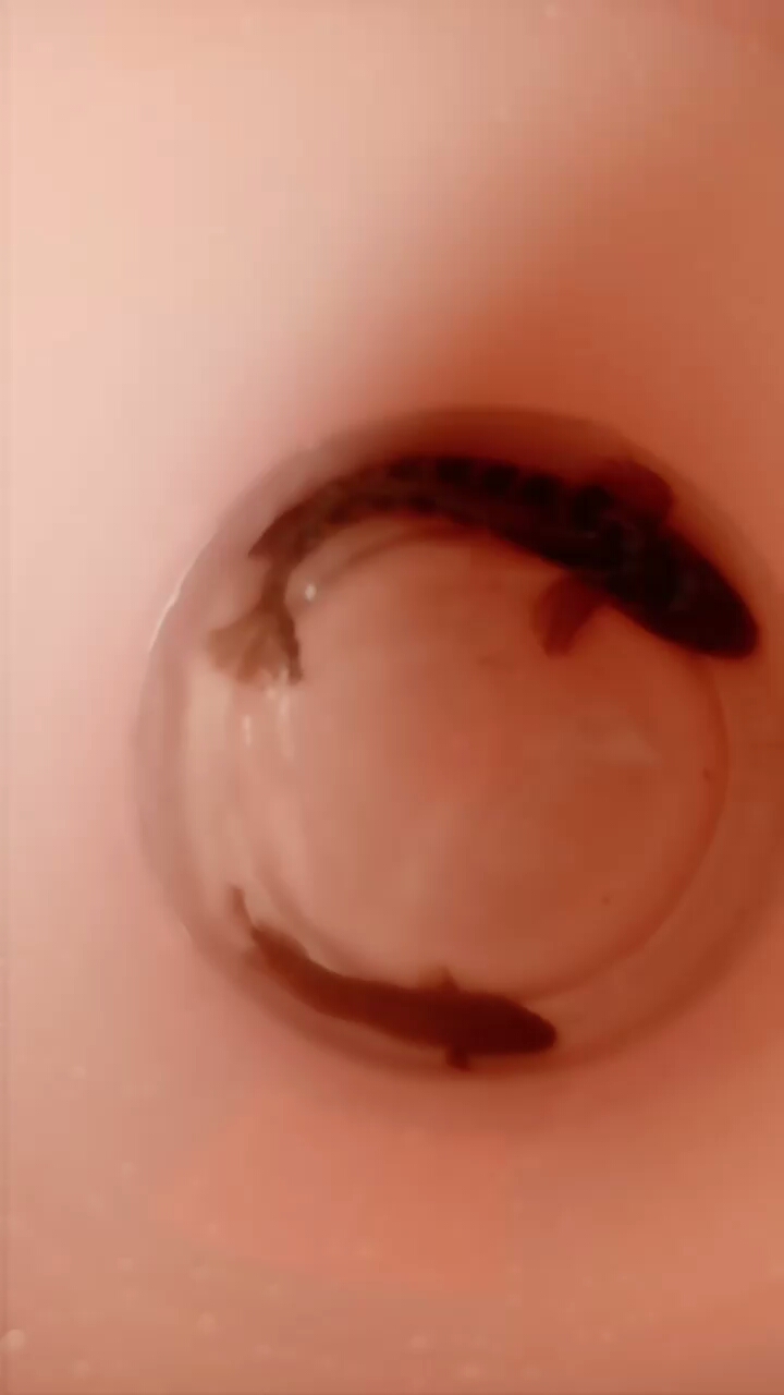 野生的七星鱼