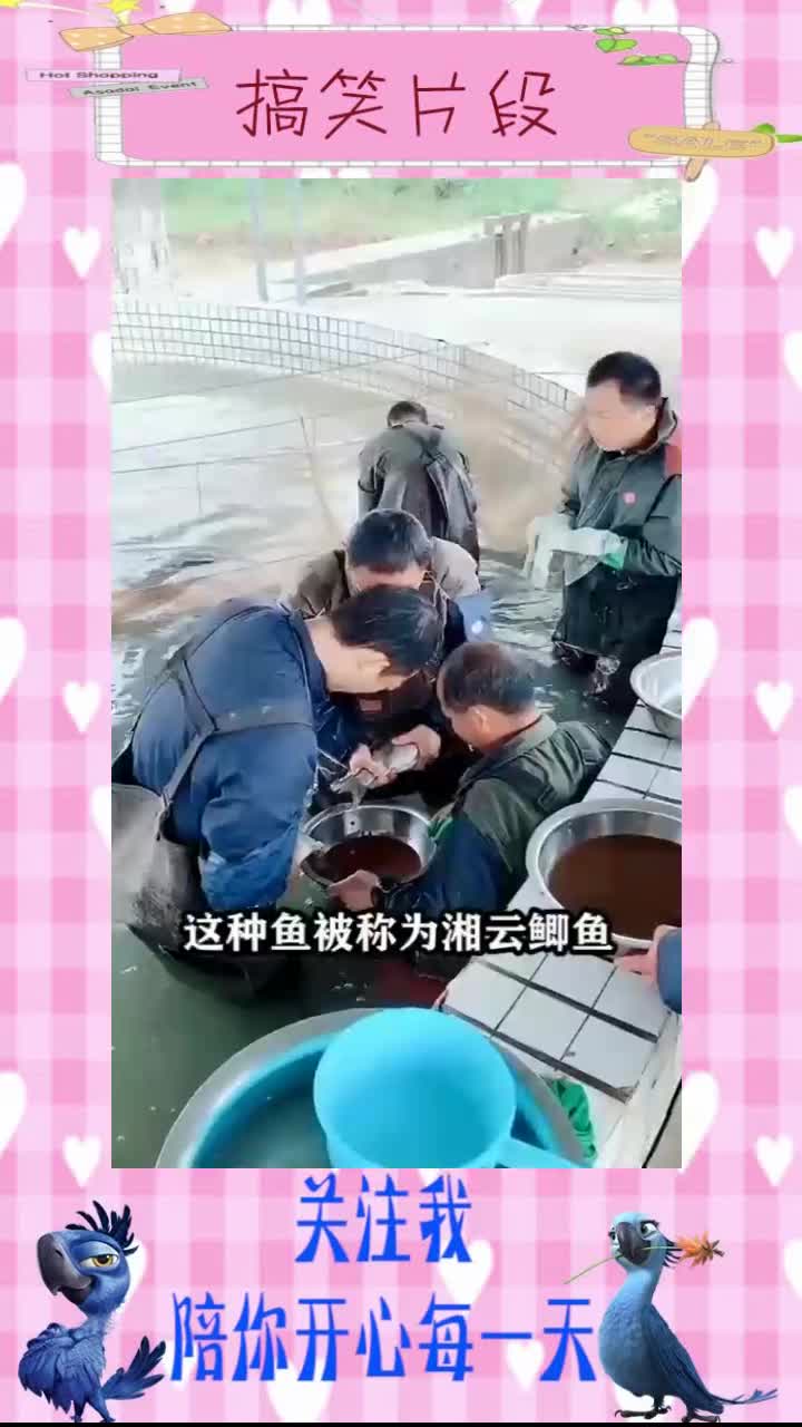 这种鱼常被当成鲫鱼卖,千万别上当