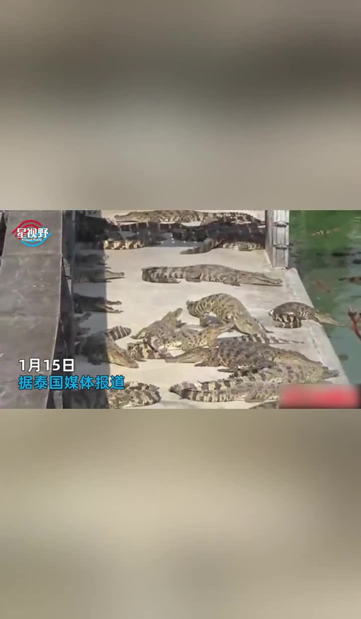 猪肉价格飞涨,民众改吃10块一斤鳄鱼肉!养殖场主乐坏:卖到脱销