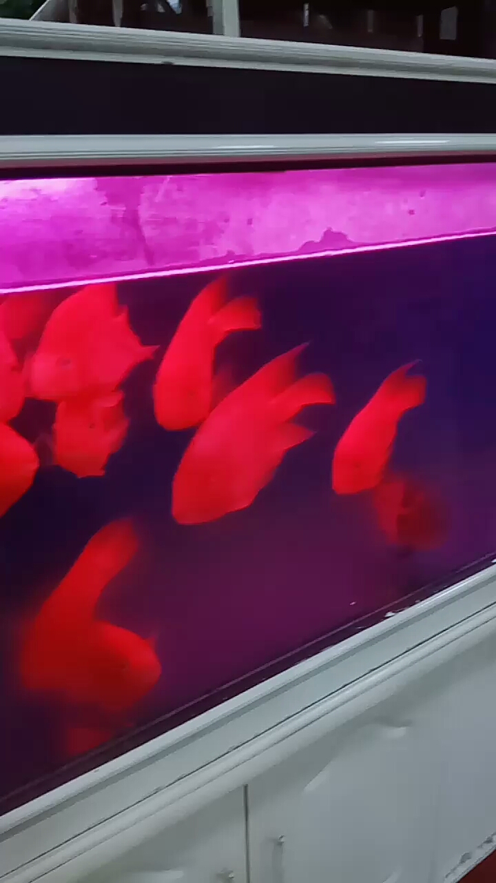 它们的世界宽敞了