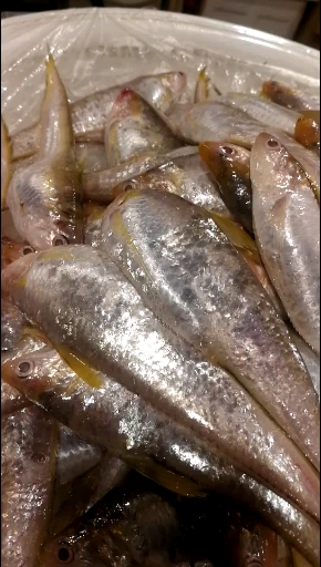 #海鲜#凤尾鱼,雌鱼满腹怀卵,又称子鲚,肉质很鲜美。