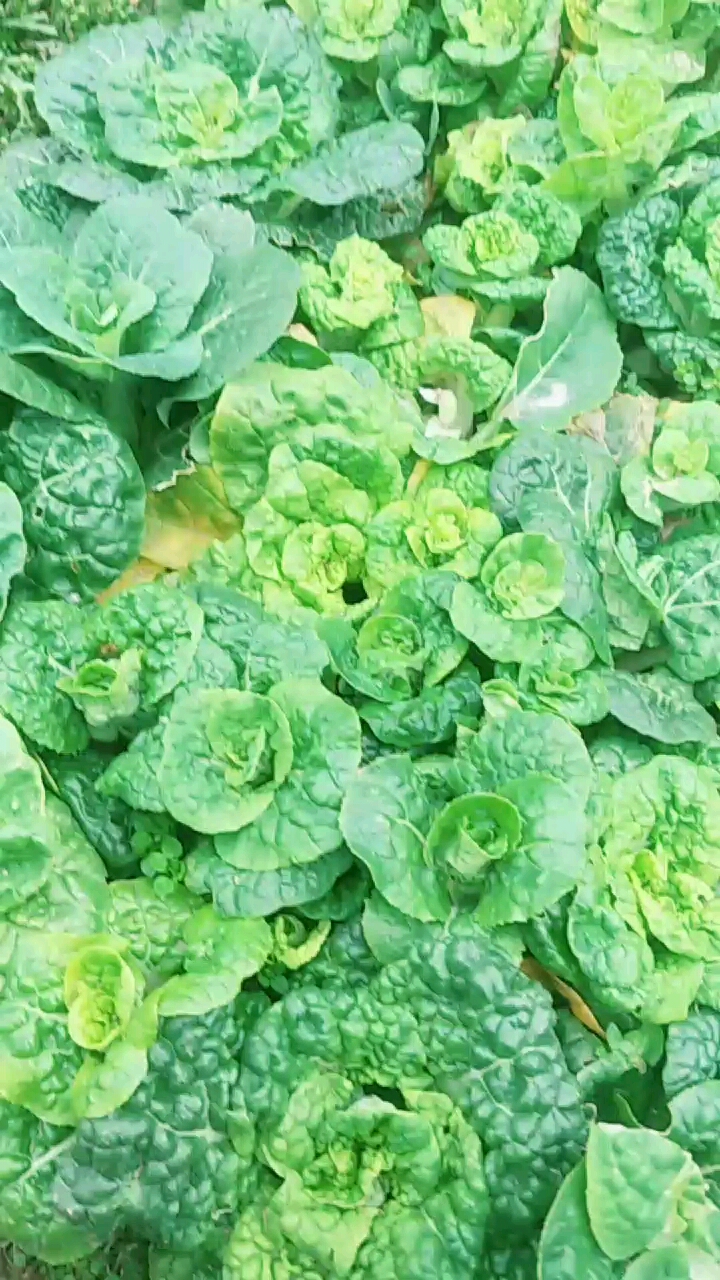 #对准窗外#我以为它是这样的,结果我种出来是这样的,还没长成袋子上的样子,就出苔了……