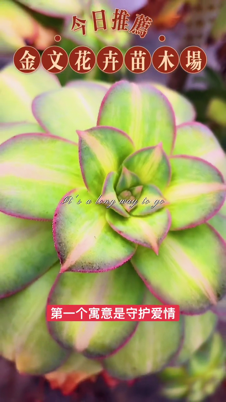 法师多肉的寓意 