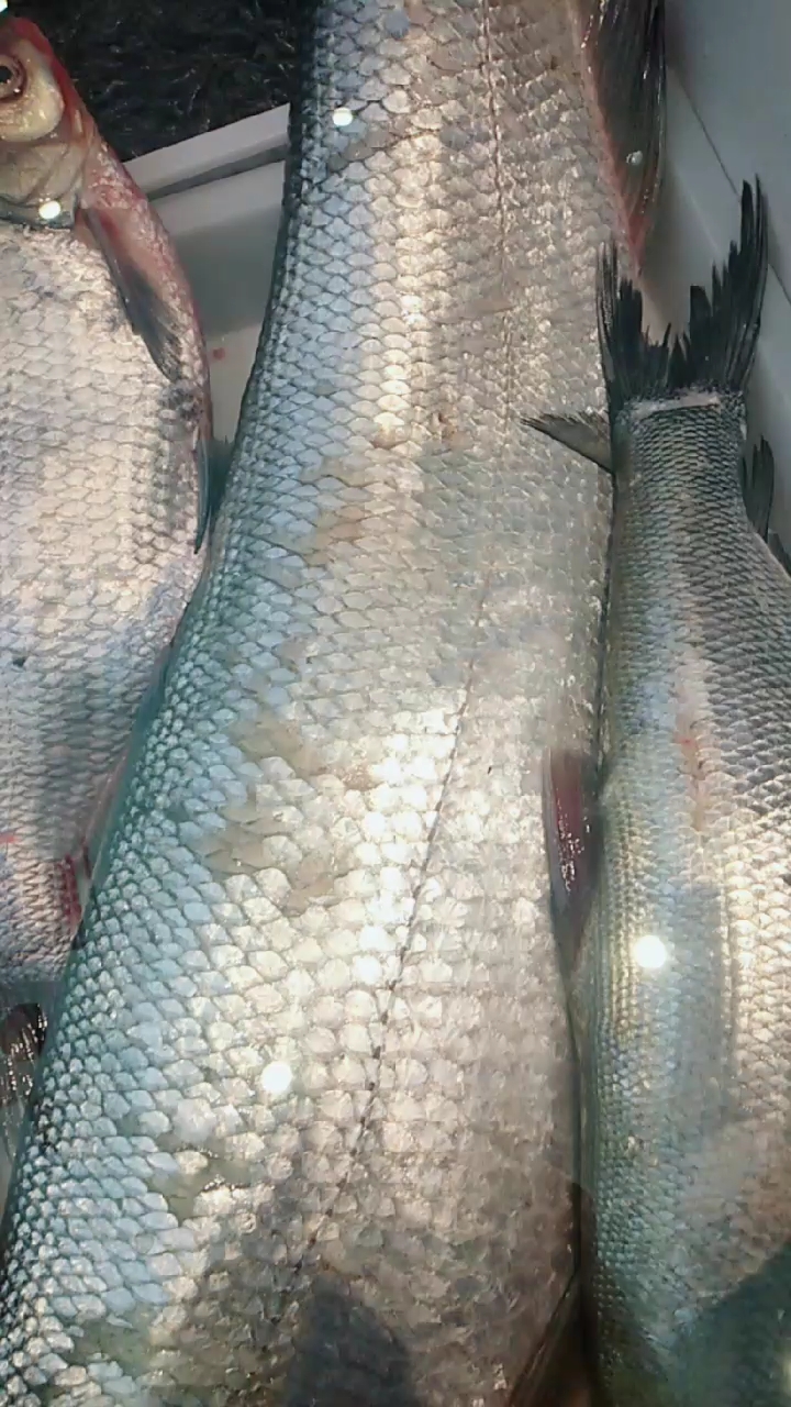 大大的白鱼