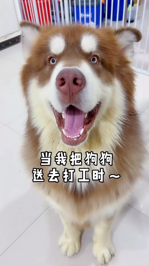 当我把安安送出去打工时