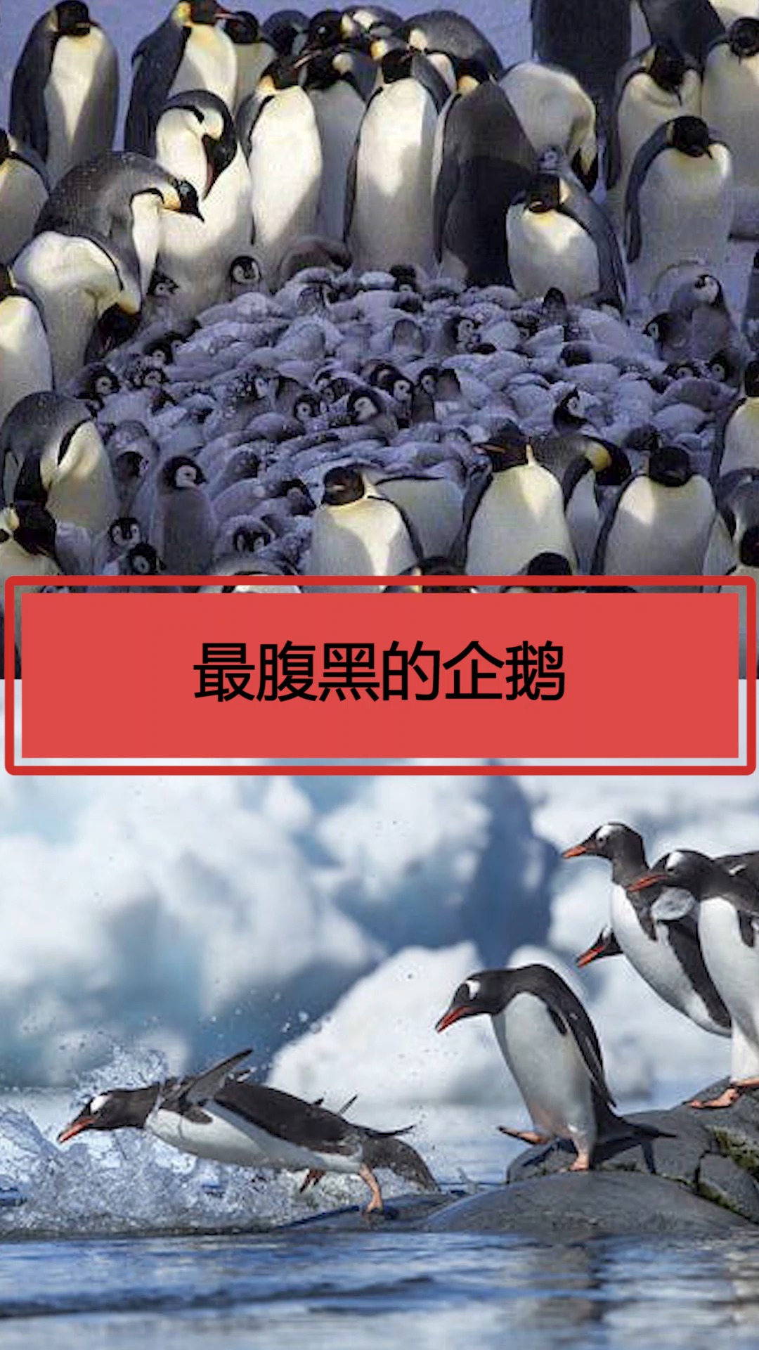 #企鹅#最腹黑的企鹅!