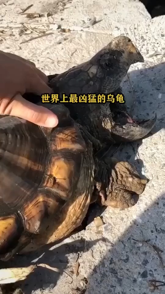 世界上最凶猛的乌龟是什么?