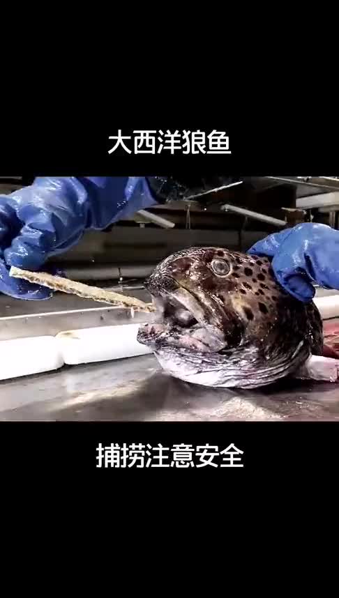 提醒各位渔民,如果遇到这种鱼千万要注意了,虽然只剩头部但也很危险