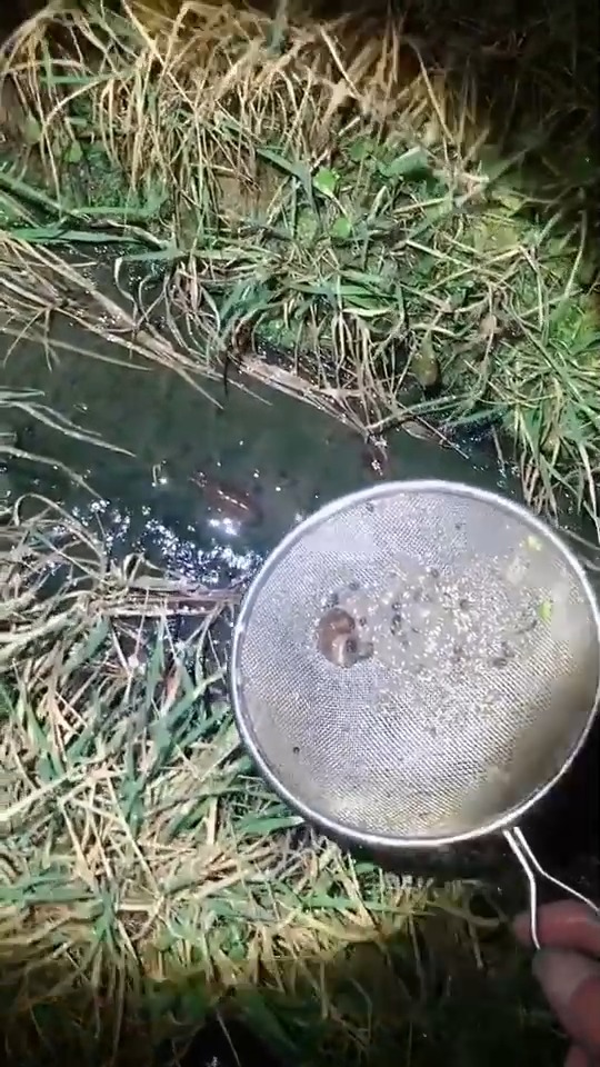 灯光一照,小龙虾变呆呆虾了