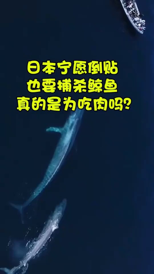 日本宁愿倒贴也要捕杀鲸鱼,真的是为吃肉吗?