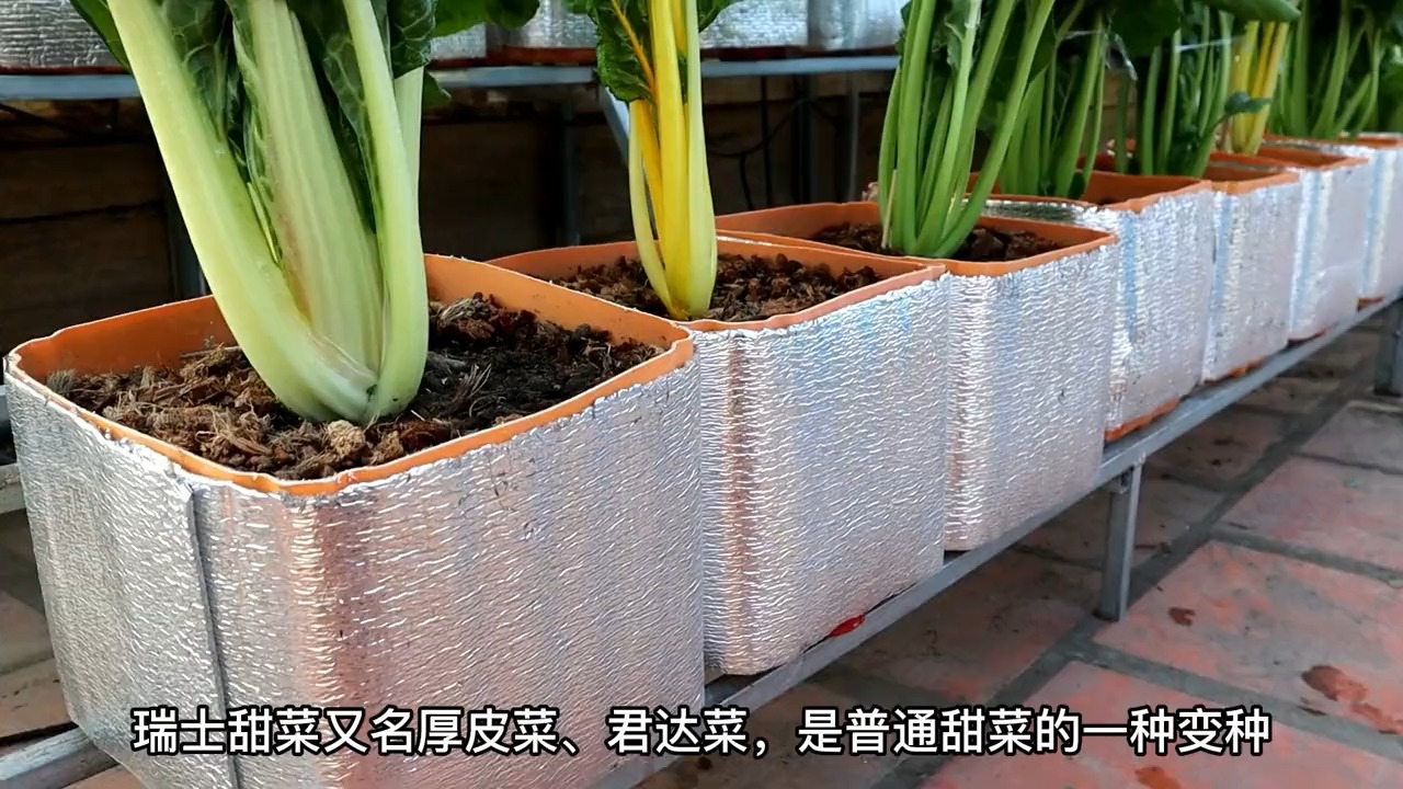 家庭种菜,这个“关键”动作很多人都做错了,难怪蔬菜长不好