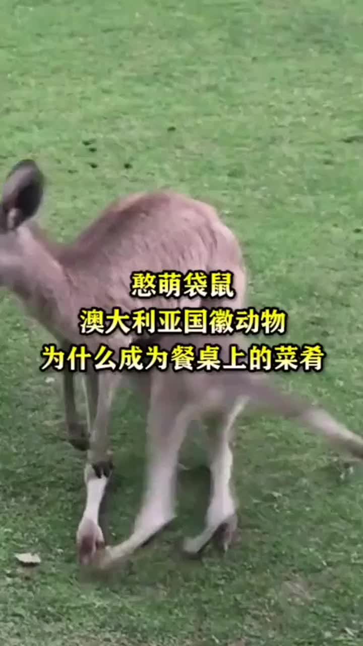 憨萌袋鼠澳大利亚国徽动物为什么成为餐桌上的菜肴