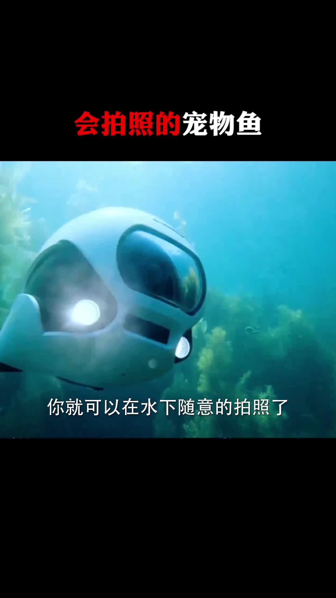 #每天一点冷知识#会拍照的宠物鱼