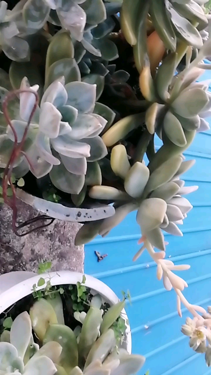 多肉开花了