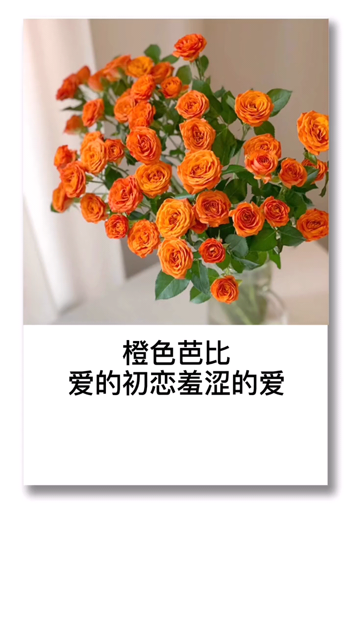 泡泡玫瑰花语,你知道吗