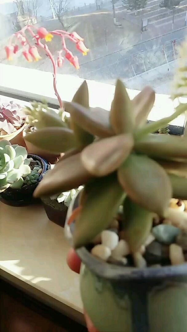 多肉开花了