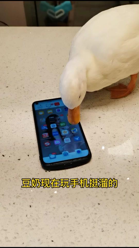 豆奶现在玩手机??挺溜的??????@豆花豆苗 #柯尔鸭