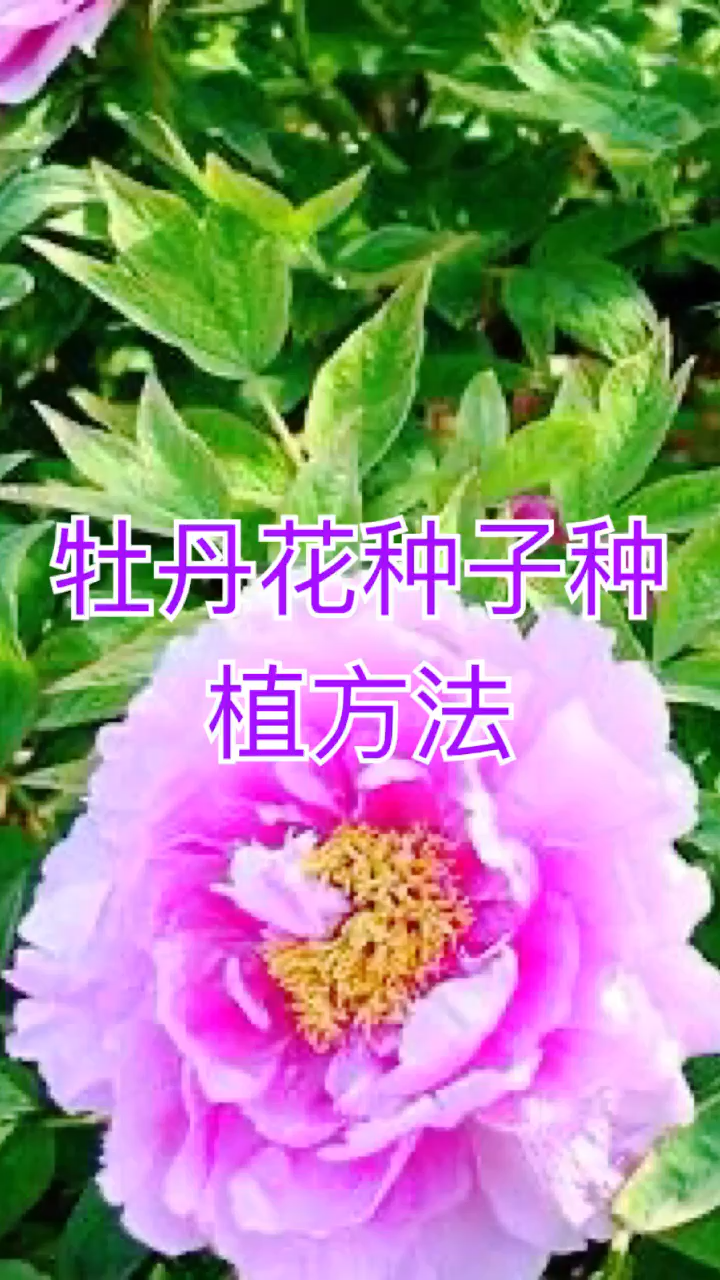 我来告诉你牡丹花种子种植方法